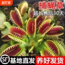 捕蝇草猪笼草食虫草多肉植物驱蚊捕蚊草食蚊草超大捕虫草趣味盆栽