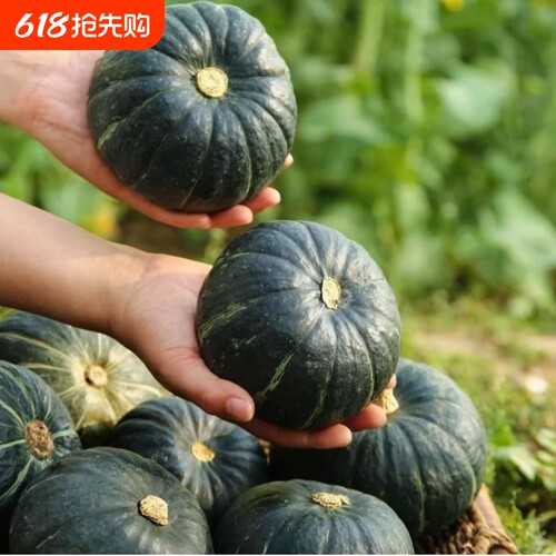 【5斤亏本卖】贝贝南瓜正宗小南瓜板栗味老南瓜新鲜甜糯南瓜辅食
