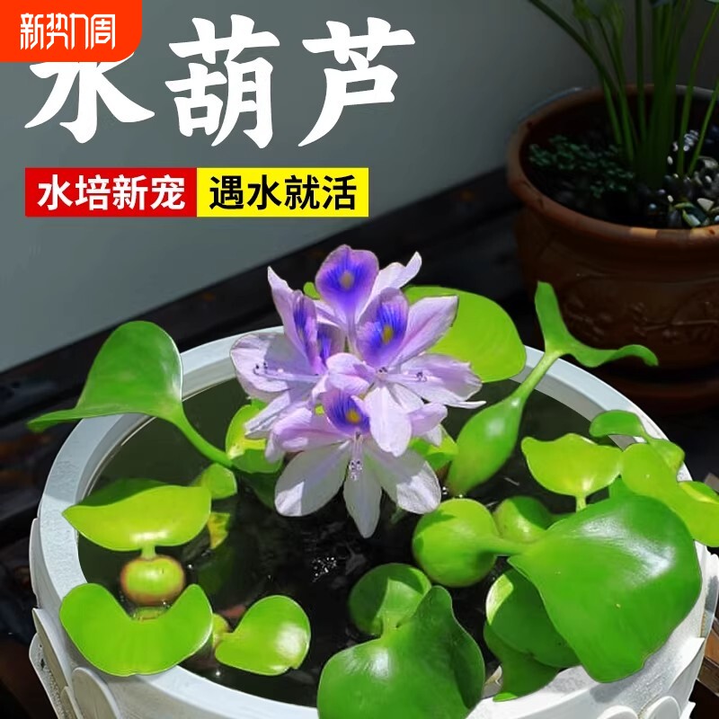 水葫芦浮萍水草植物鱼缸净化水质和鱼共养乌龟缸造景水培水上植物