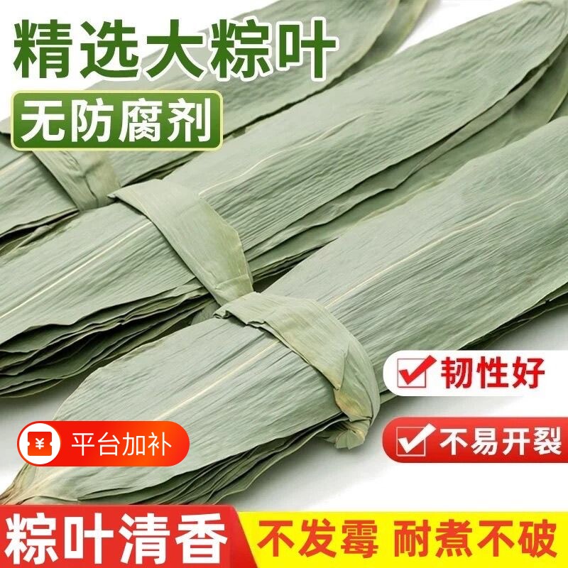 粽叶干大号粽子叶包粽子的叶子芦苇专用老式棕叶新鲜竹叶特大