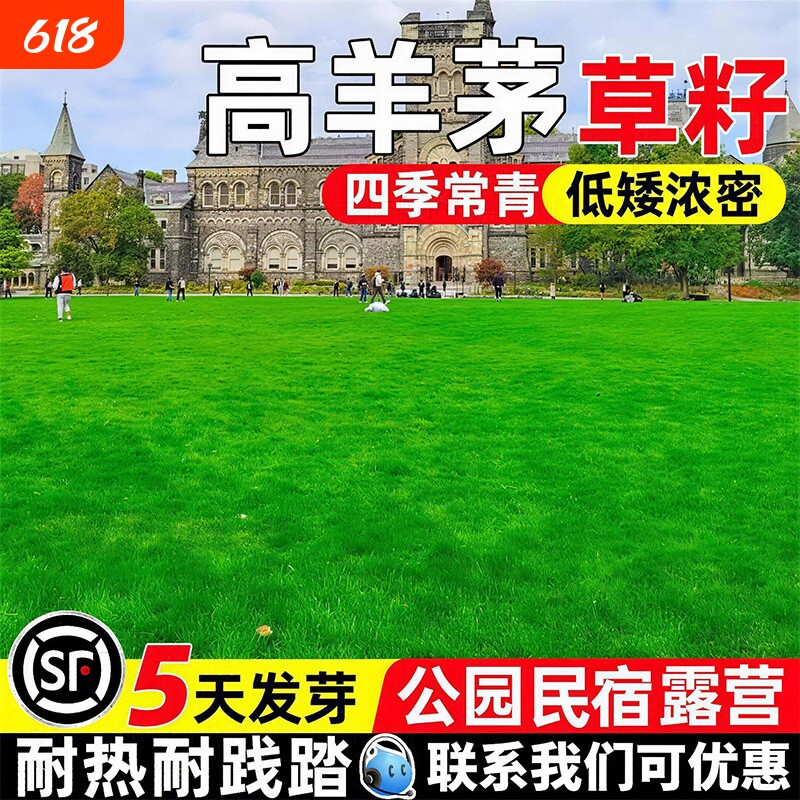 高羊茅草籽进口蓝标四季常青免修剪耐寒庭院公园民宿露营绿化种子