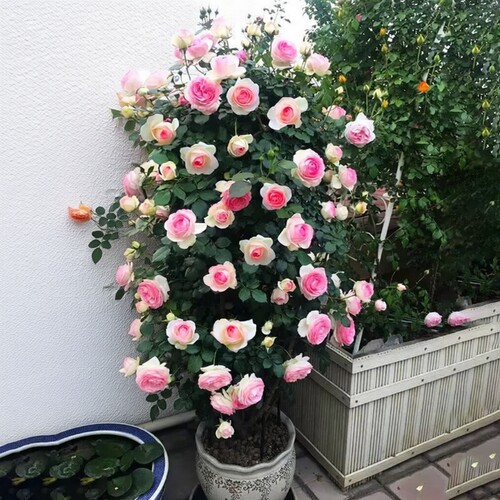 蔷薇花苗爬藤四季开花母系老桩植物耐寒浓香大花地栽盆栽花卉攀爬