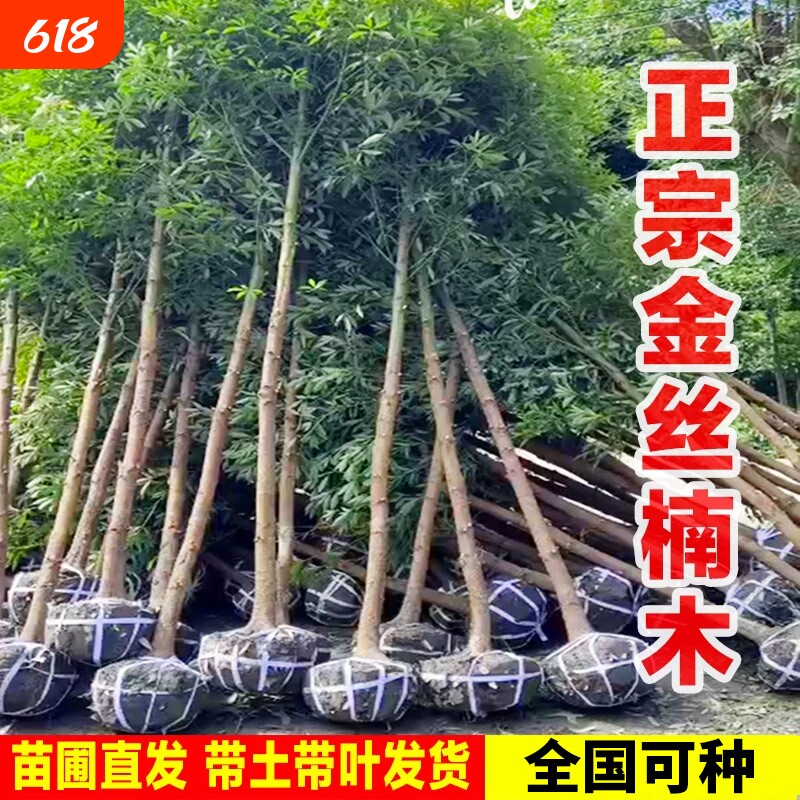 金丝楠木树苗正宗四川庭院四季常青名贵小叶桢楠赤楠金丝楠木大树