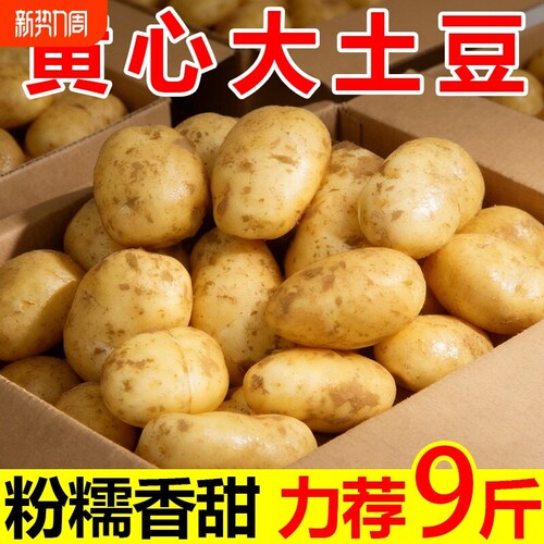 土豆黄心洋芋马铃薯新鲜高山