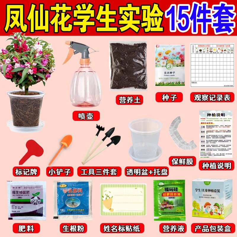 凤仙花种子小学生科学实验种植套装儿童小盆栽四年级植物花生水果