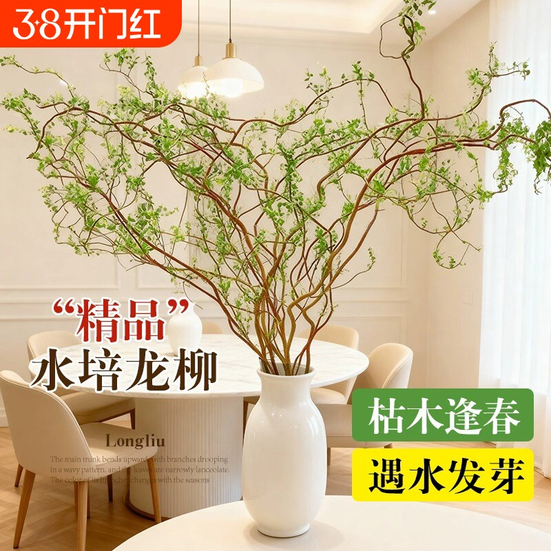龙柳鲜枝水培植物盆栽室内客厅花卉好养四季开花鲜花绿植干枝插花