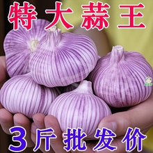 2025山东金乡大蒜头干蒜紫皮大蒜新鲜蔬菜独头农家批发s当季自提