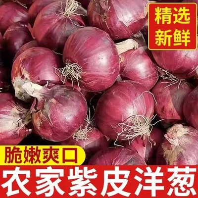 新鲜现挖紫皮洋葱水果洋葱批发价