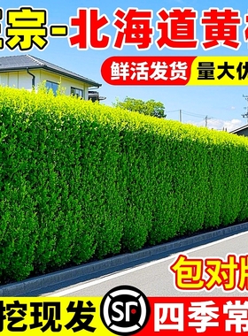 冬青树苗大叶黄杨苗北海道黄杨四季常青绿化庭院绿篱植物围墙篱笆