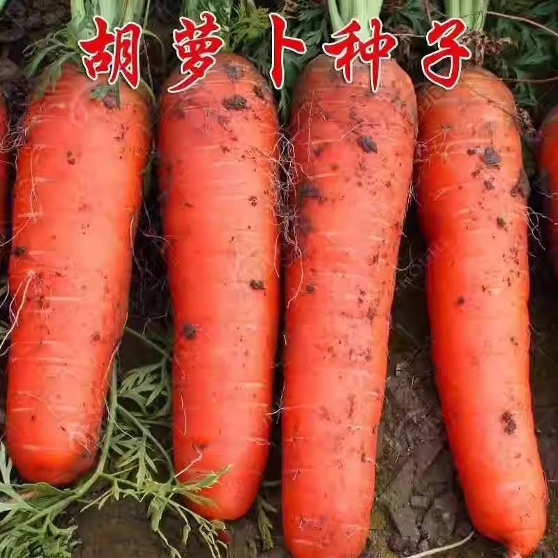 七寸参红胡萝卜种子四季胡萝卜的种子水洗红萝卜兔子草种籽子