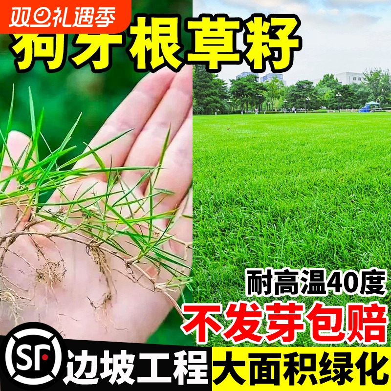草籽进口狗牙根护坡固土耐旱边坡绿化脱壳草坪草种子种植净籽庭院