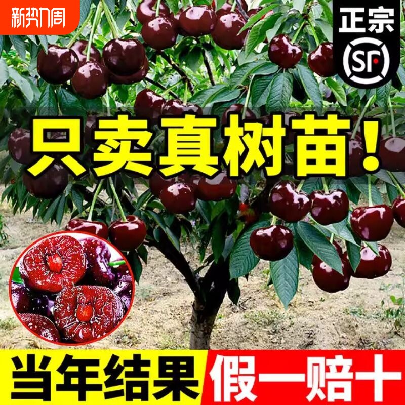 正宗车厘子树苗大樱桃树苗果树果苗嫁接矮化盆栽水果树南方北种植