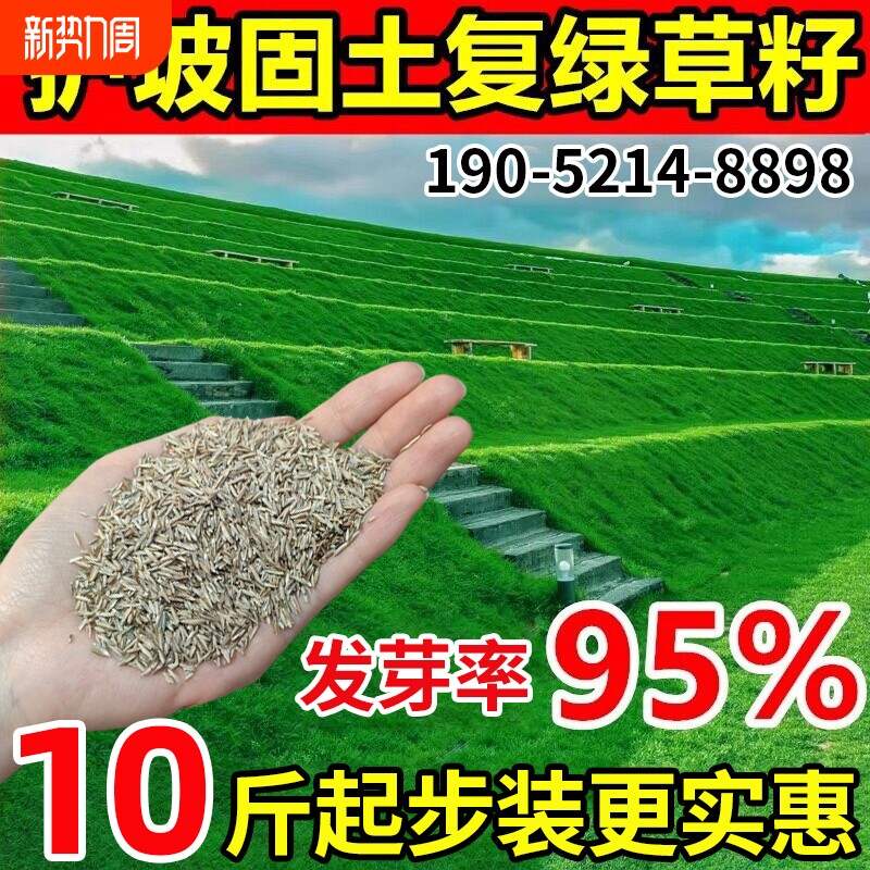 护坡固土狗牙根草籽四季常青护坡王绿化矮生草坪草籽耐干旱草种子