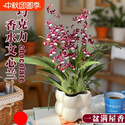 泰国巧克力香水梦香文心兰带花剑花苞盆栽室内好养浓香花卉绿植物