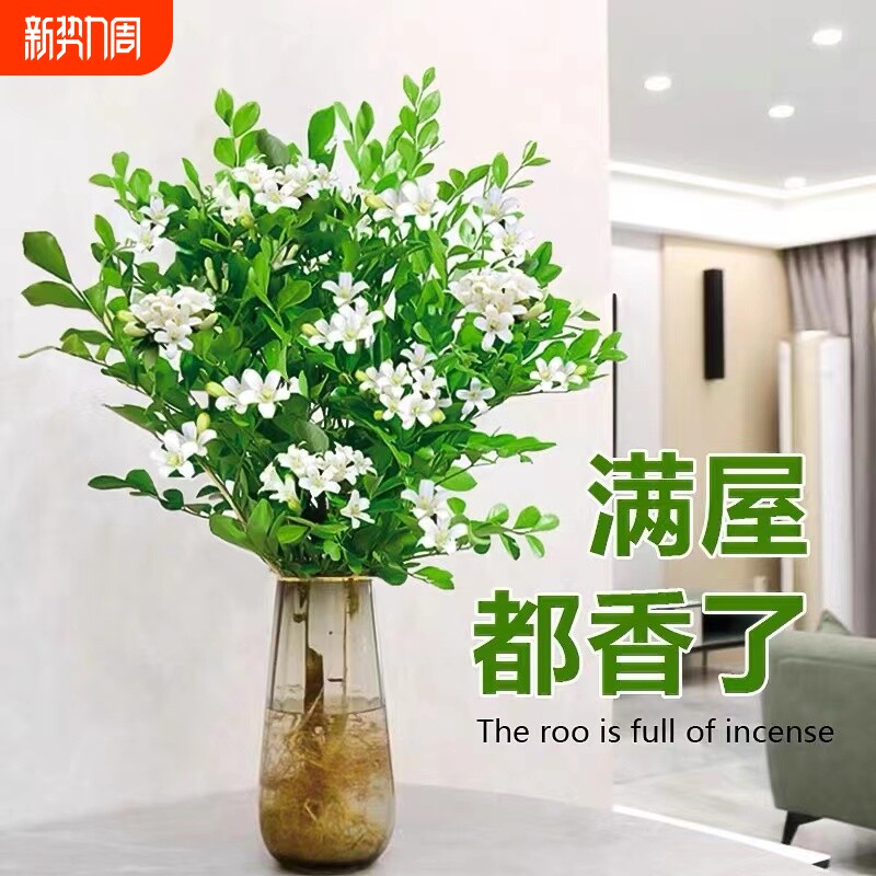 水培九里香盆栽老桩清香木四季茉莉花办公室内绿植物开花卉驱蚊草