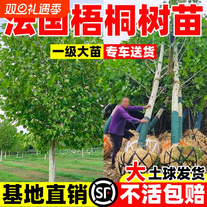 法国梧桐树树苗大树庭院行道树绿化苗木南方种植法桐青桐耐寒耐热