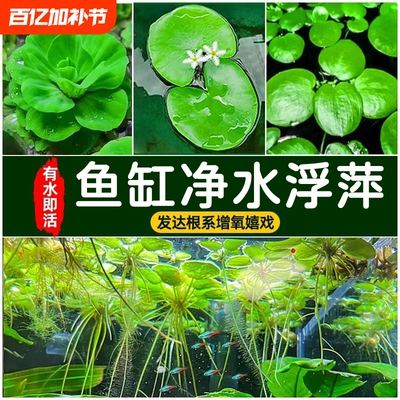 大美浮萍水草植物|千人回购