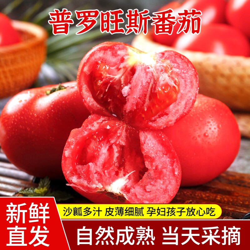 正宗普罗旺斯番茄现摘西红柿当季新鲜水果蔬菜沙瓤生吃番茄自然熟