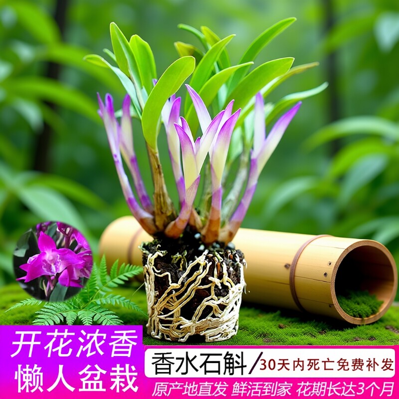 七彩香水石斛兰花四季开好养绿植浓香型石斛室内净化空气开花水培