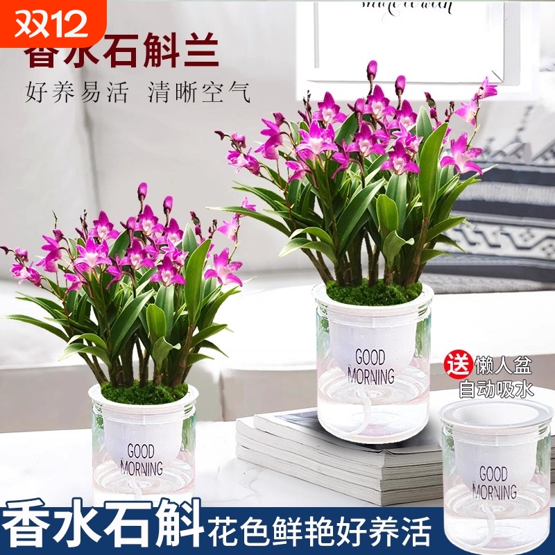 七彩香水石斛兰花苗盆栽带花苞水培绿植花卉香氛室内外好养客厅
