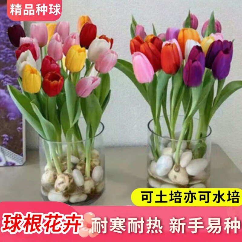 郁金香种球可水培花卉室内阳台盆栽地载绿植植物客厅开花办公室
