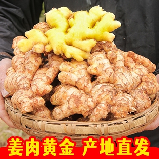 正宗云南小黄姜新鲜罗平生姜老姜农家黄姜月子姜干姜非嫩母姜食用