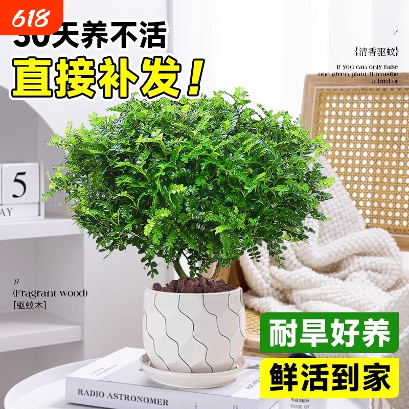 正宗清香胡椒木盆栽花卉室内外驱蚊草植物树苗老桩盆景九里香绿植