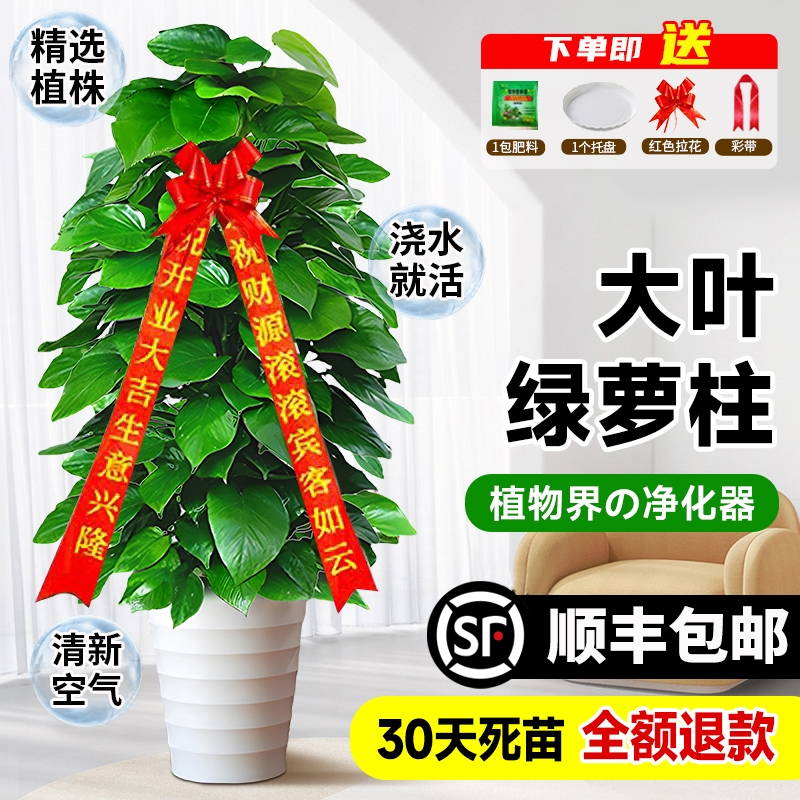 大叶绿萝柱大型盆栽空气净化器
