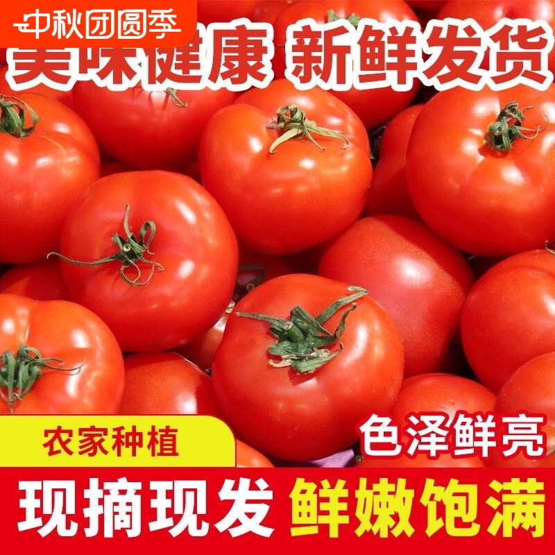 现摘农家水果小西红柿5斤