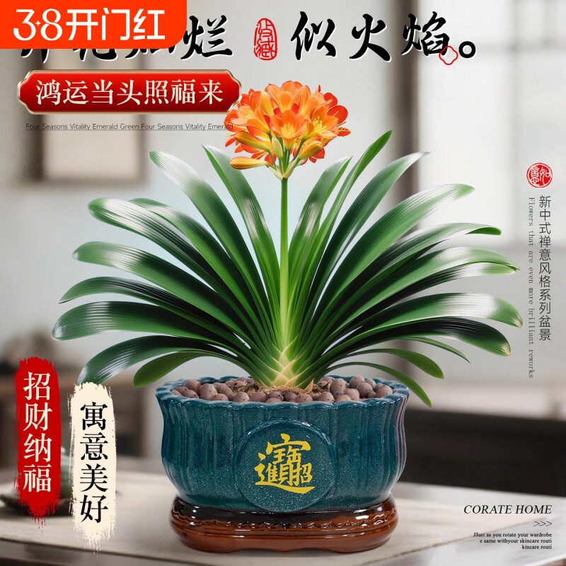 精品君子兰盆栽带花苞室内办公室名贵花卉绿植物特大号国宝级好养