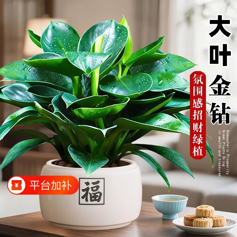 精品金钻盆栽植物绿公主水培绿植吸高颜值好养活室内多肉四季花卉