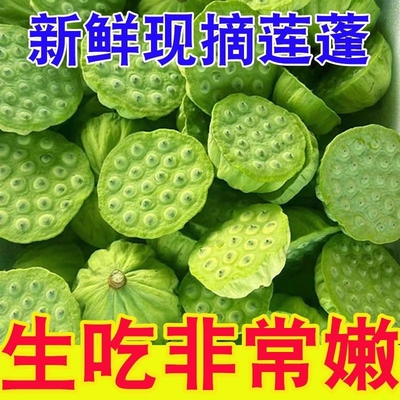 2026新鲜莲蓬头食用现摘现剥鲜莲子生吃鲜嫩清甜时令蔬菜鲜嫩即食