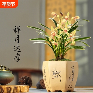 建兰矮种金边禅月达摩四季兰花苗好养盆栽绿植花卉带花苞品种客厅