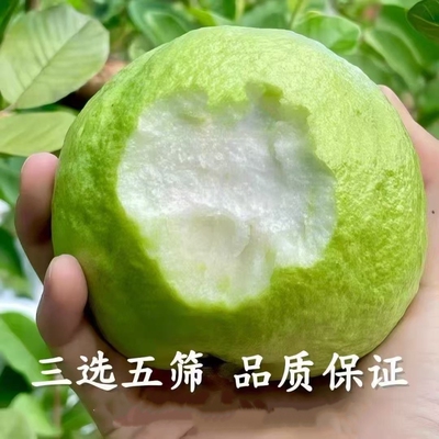 广东新安现摘老树白心芭乐番石榴新鲜水果5斤含纸箱送礼精品果