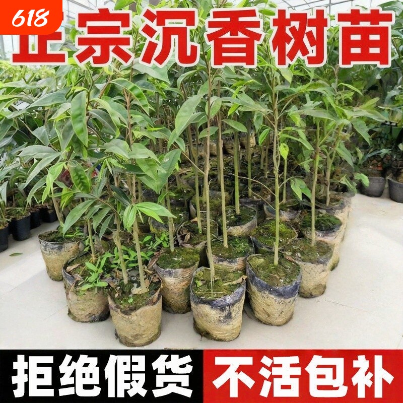 沉香树苗盆栽地栽金丝楠木正宗奇楠海南小叶紫檀庭院十大名贵阳台
