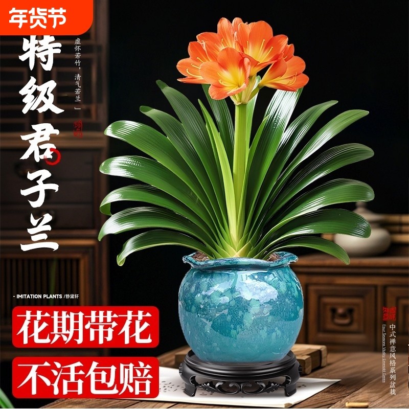 精品大盆君子兰盆栽带花苞名贵植物客厅室内花卉绿植四季好养易活