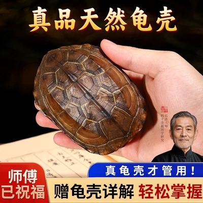 天然乌龟壳真龟甲文玩六爻把玩件