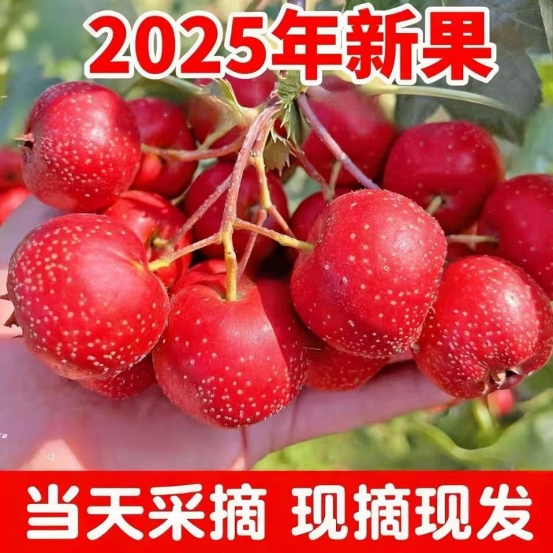 新鲜山楂大果大金星现摘现发应季水果非甜红子五棱糖葫芦可商用
