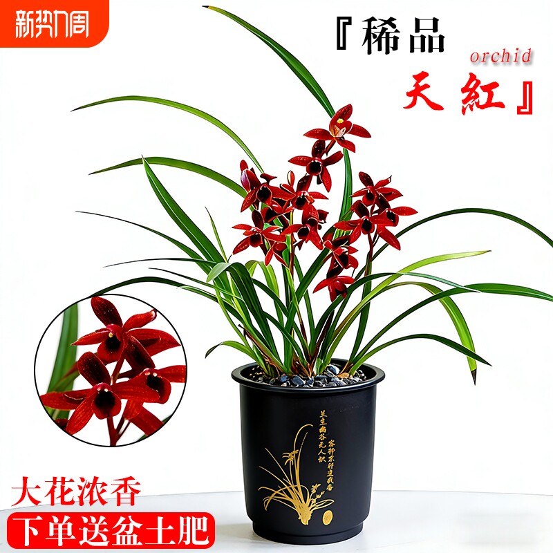 建兰天红名贵四季兰红素花苗夏带花苞浓香室内好养盆栽花卉客厅
