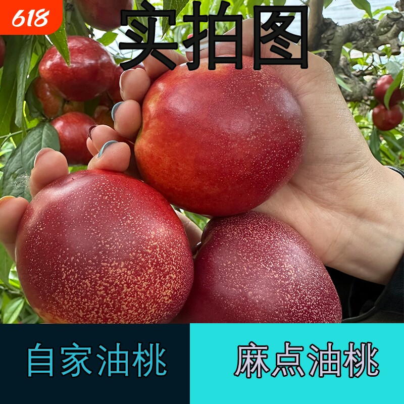 麻脸油桃新满天星麻点脆蜜桃农家自种新鲜应季水果孕妇水果批发