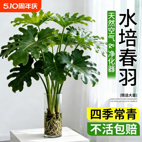 春羽龟背竹水培植物室内盆栽客厅办公室桌面绿植花卉大叶水养家里