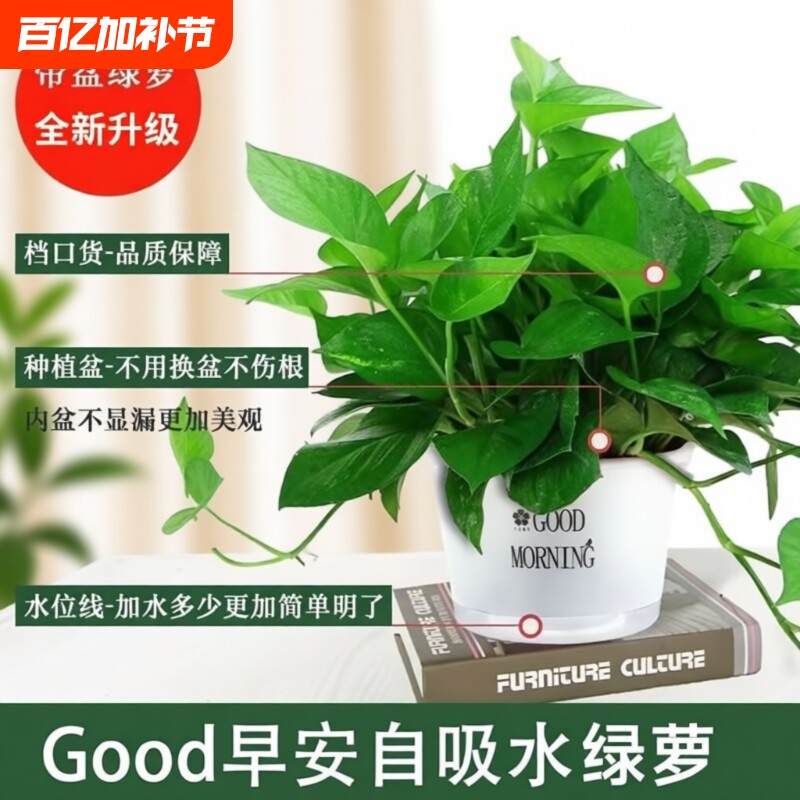 绿萝室内盆栽花卉植物吸甲醛净化空气长藤垂吊兰绿箩水培绿植阳台