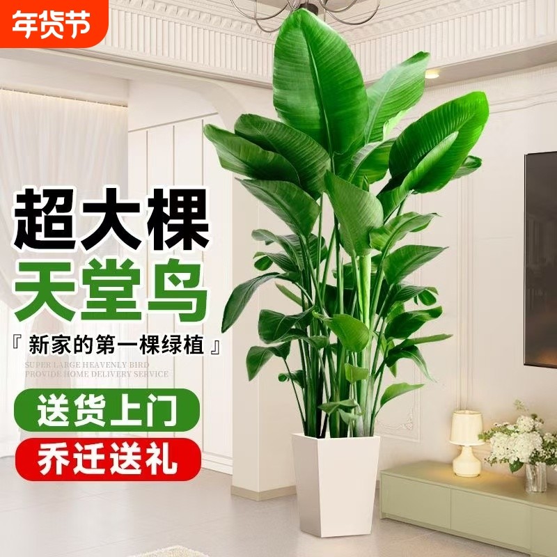 天堂鸟客厅大型植物盆栽室内大叶绿植落地好活净化空气电视柜氛围,鲜花速递/花卉仿真/绿植园艺,大型绿植/成品组合盆栽,淘宝优惠券,粉丝福利购,淘宝优惠卷
