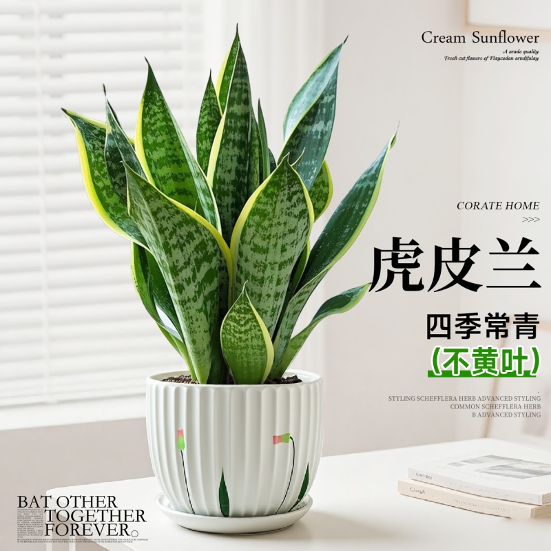 金边虎皮兰盆栽绿植多肉易活好养