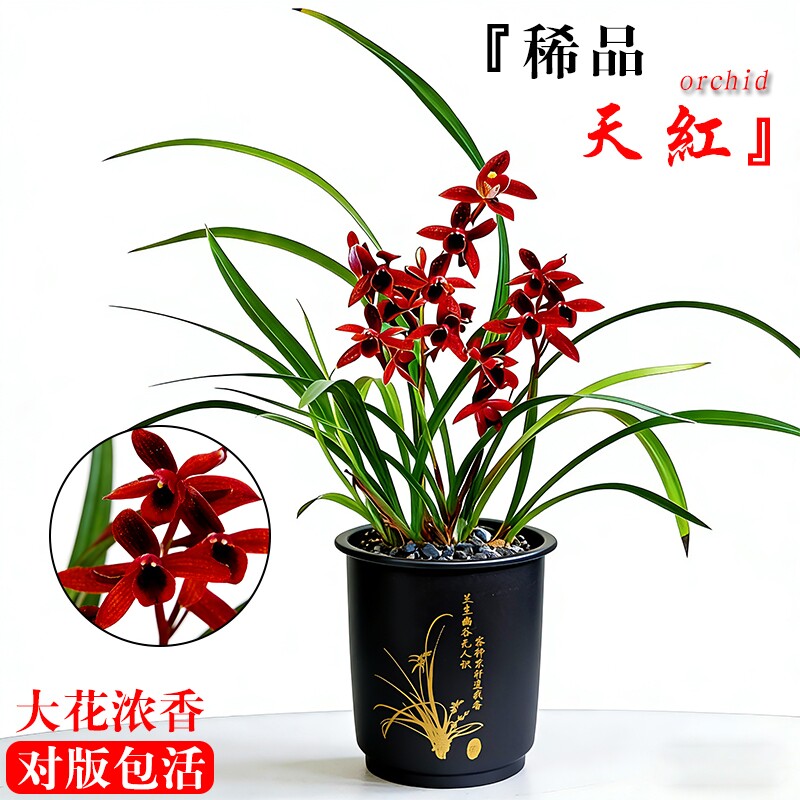 建兰名贵四季兰花苗夏带花苞室内好养盆栽花卉品种精品墨兰种植图片