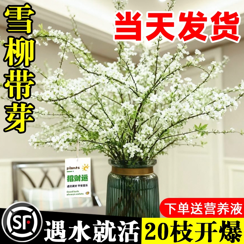雪柳干枝鲜枝水养插花水培植物鲜花卉室内盆栽带花苞绿植龙柳好活