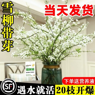 雪柳干枝鲜枝水养插花水培植物鲜花卉室内盆栽带花苞绿植龙柳好活