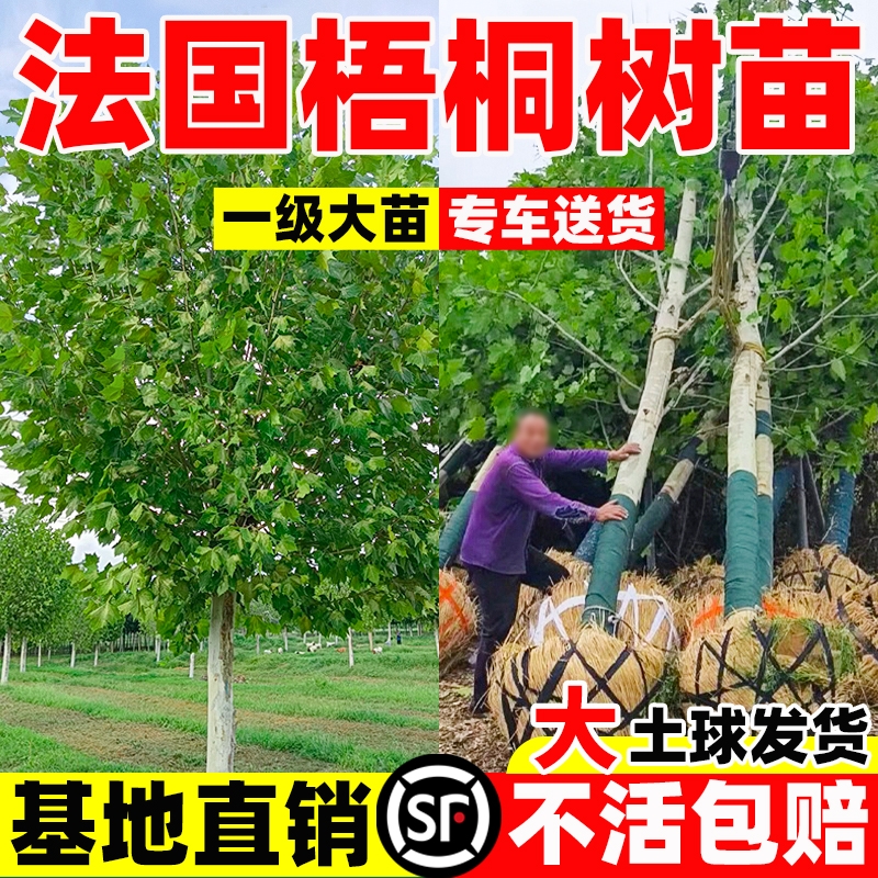 法国梧桐树树苗大树庭院行道树绿化苗木南方种植法桐青桐耐寒耐热