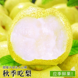 砀山梨正宗酥梨脆甜现摘梨子新鲜香梨雪梨应季水果梨箱年货节