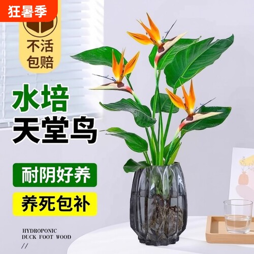 天堂鸟水培植物花卉室内客厅无土水培绿萝盆栽龟背竹好养绿植耐阴